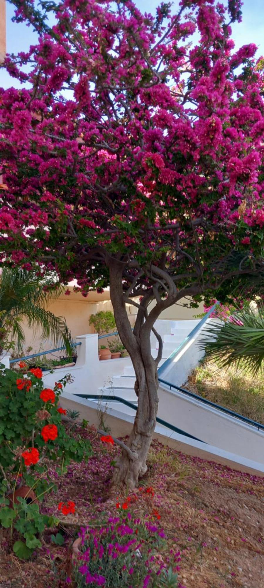 Apartment Maridatis Palekastro